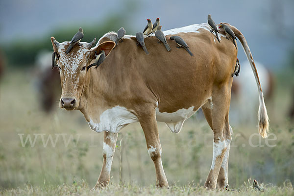 Zebu (Bos primigenius indicus)