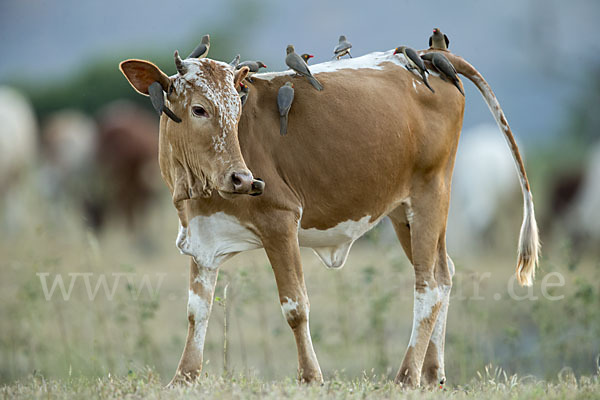 Zebu (Bos primigenius indicus)