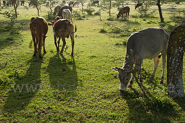 Zebu (Bos primigenius indicus)