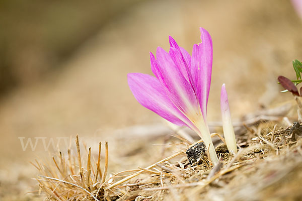 Zeitlose spec. (Colchicum lusitanum)