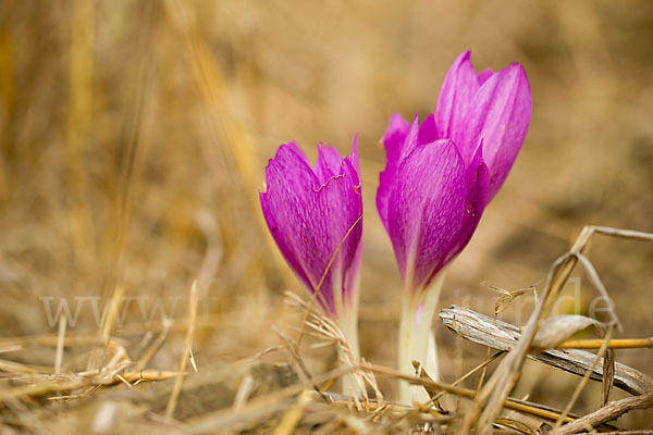 Zeitlose spec. (Colchicum lusitanum)