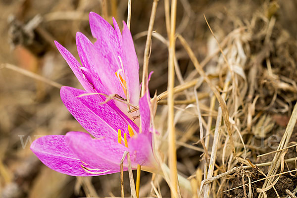 Zeitlose spec. (Colchicum lusitanum)
