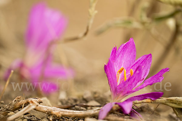 Zeitlose spec. (Colchicum lusitanum)