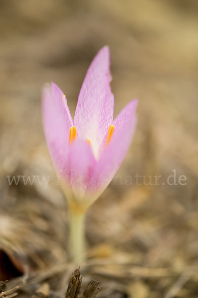 Zeitlose spec. (Colchicum lusitanum)