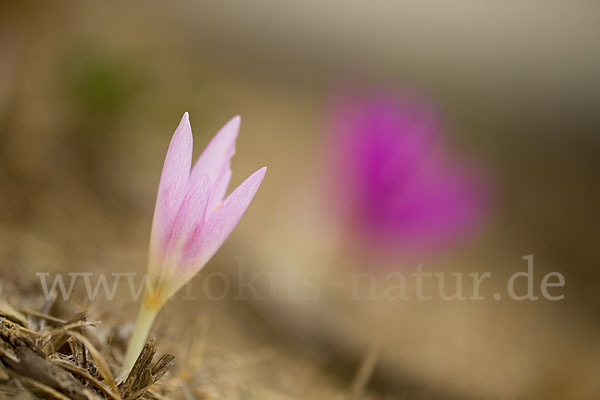 Zeitlose spec. (Colchicum lusitanum)