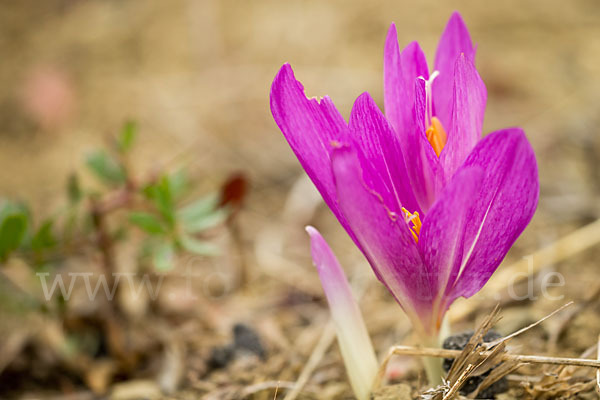 Zeitlose spec. (Colchicum lusitanum)