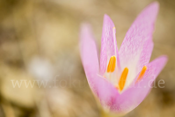 Zeitlose spec. (Colchicum lusitanum)