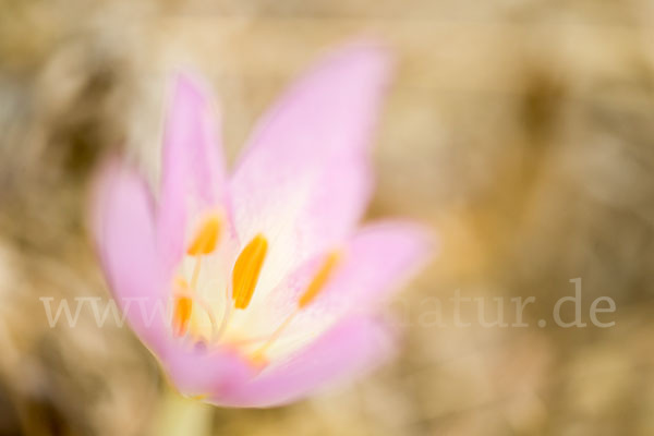 Zeitlose spec. (Colchicum lusitanum)