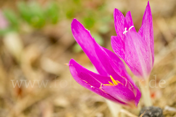 Zeitlose spec. (Colchicum lusitanum)