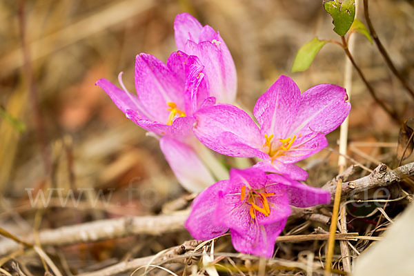 Zeitlose spec. (Colchicum lusitanum)