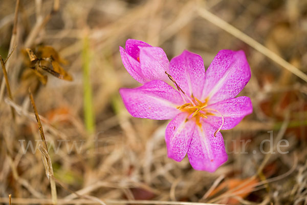 Zeitlose spec. (Colchicum lusitanum)