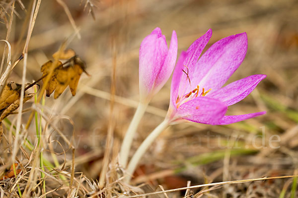 Zeitlose spec. (Colchicum lusitanum)