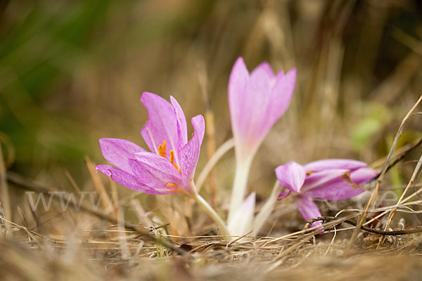 Zeitlose spec. (Colchicum lusitanum)