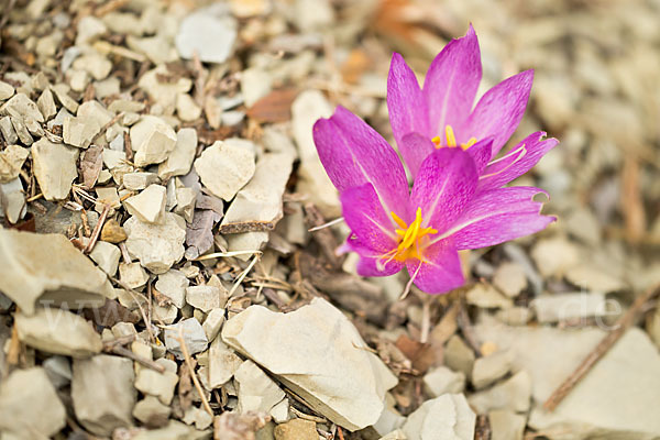 Zeitlose spec. (Colchicum lusitanum)