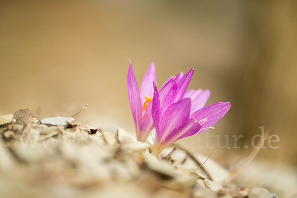 Zeitlose spec. (Colchicum lusitanum)