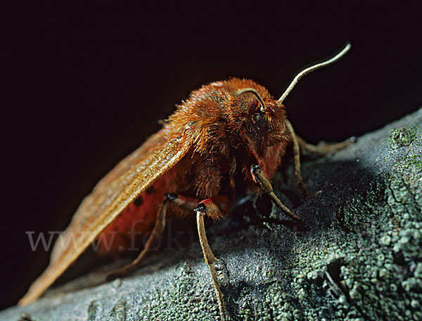 Zimtbär (Phragmatobia fuliginosa)