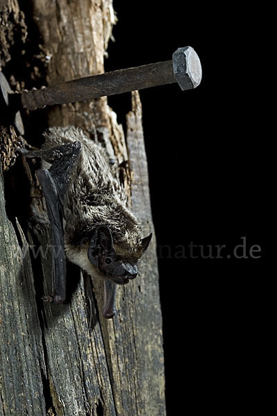 Zweifarbfledermaus (Vespertilio murinus)
