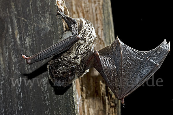 Zweifarbfledermaus (Vespertilio murinus)