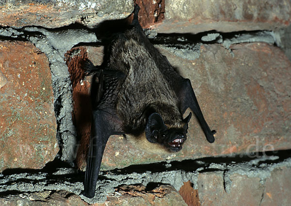 Zweifarbfledermaus (Vespertilio murinus)