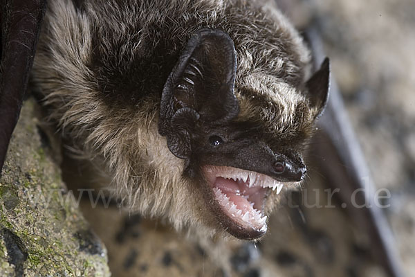 Zweifarbfledermaus (Vespertilio murinus)