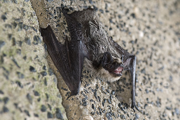 Zweifarbfledermaus (Vespertilio murinus)