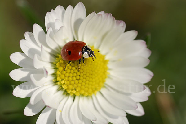 Zweipunkt-Marienkäfer (Adalia bipunctata)