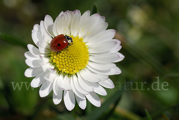 Zweipunkt-Marienkäfer (Adalia bipunctata)