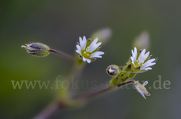 Zwerg-Hornkraut (Cerastium pumilum)