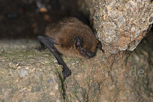 Zwergfledermaus (Pipistrellus pipistrellus)