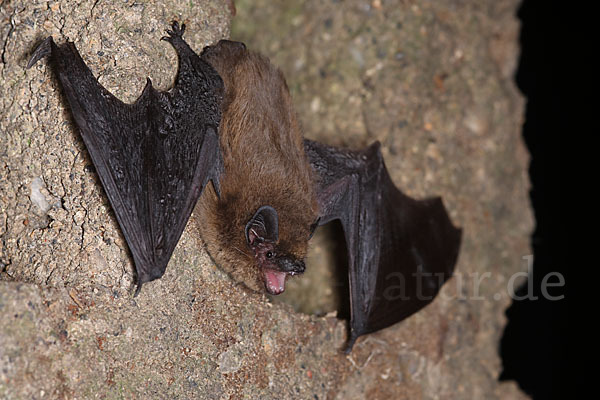 Zwergfledermaus (Pipistrellus pipistrellus)