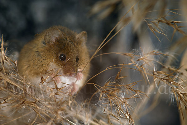 Zwergmaus (Micromys minutus)