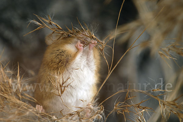 Zwergmaus (Micromys minutus)