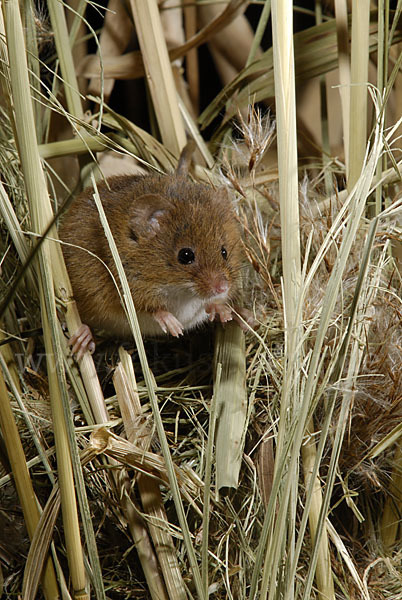 Zwergmaus (Micromys minutus)