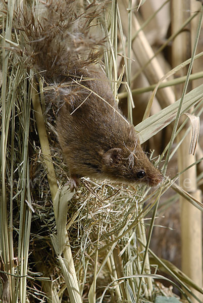 Zwergmaus (Micromys minutus)