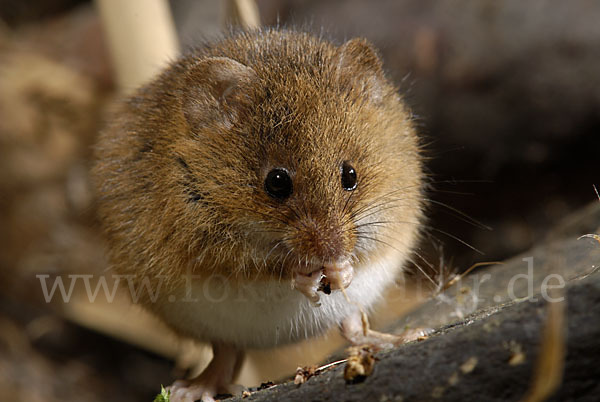 Zwergmaus (Micromys minutus)