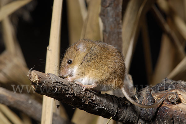 Zwergmaus (Micromys minutus)