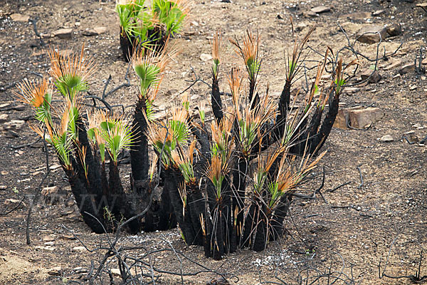 Zwergpalme (Chamaerops humilis)