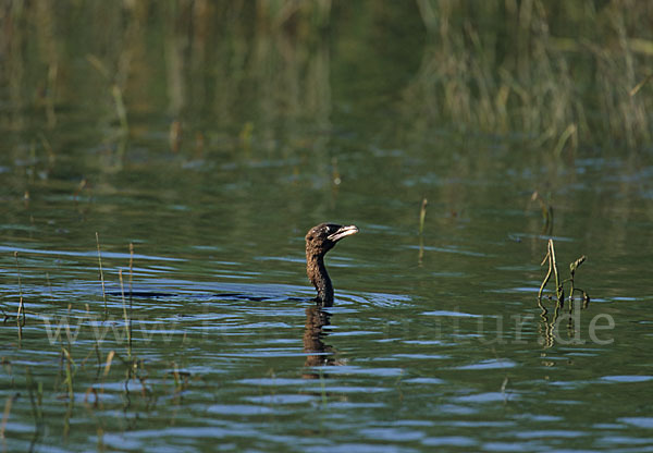 Zwergscharbe (Phalacrocorax pygmeus)