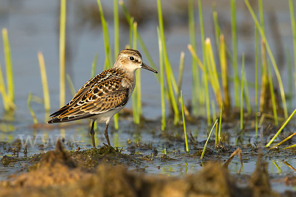 Zwergstrandläufer (Calidris minuta)