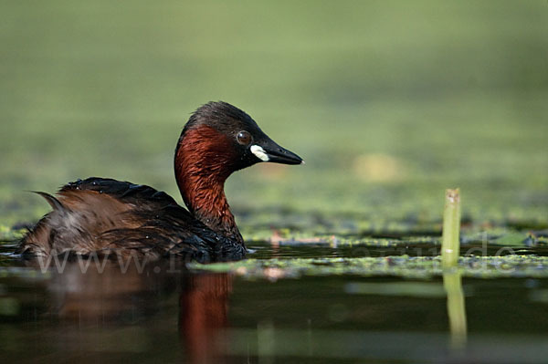 Zwergtaucher (Tachybaptus ruficollis)