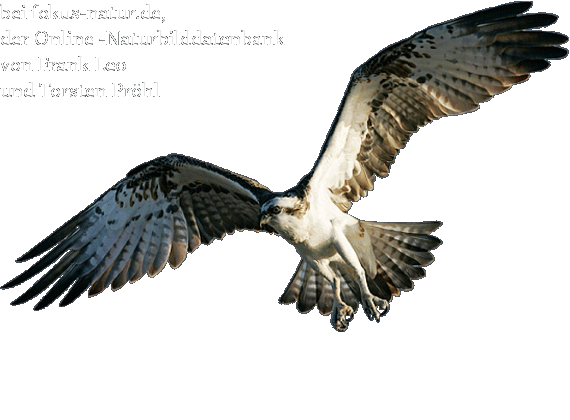 bei fokus-natur.de, der Online-Naturbilddatenbank von Frank Leo und Torsten Pr&ouml;hl