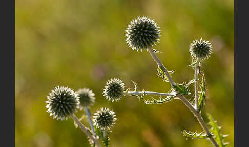 Große Kugeldistel (Echinops sphaerocephalus)