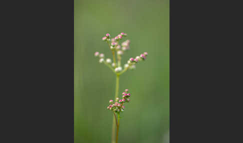 Kleines Mädesüß (Filipendula vulgaris)