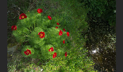 Schmalblättrige Pfingstrose (Paeonia tenuifolia)