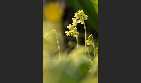 Hohe Schlüsselblume (Primula elatior)