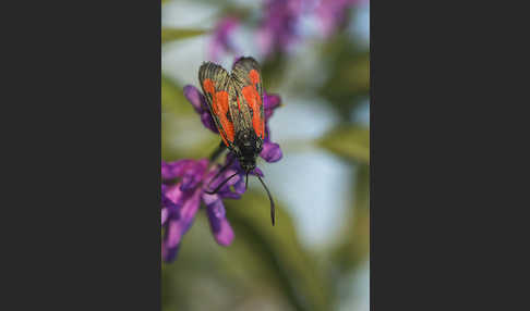 Thymian-Widderchen (Zygaena purpuralis)
