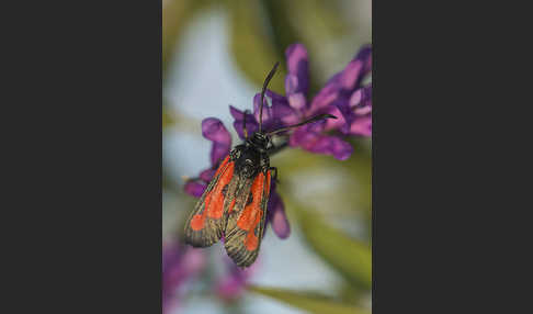 Thymian-Widderchen (Zygaena purpuralis)