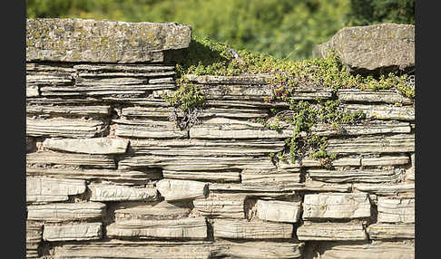 Trockenmauer (dry-stone wall)