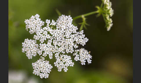 Schmalblättriger Merk (Berula erecta)