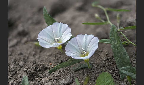 Acker-Winde (Convolvulus arvensis)